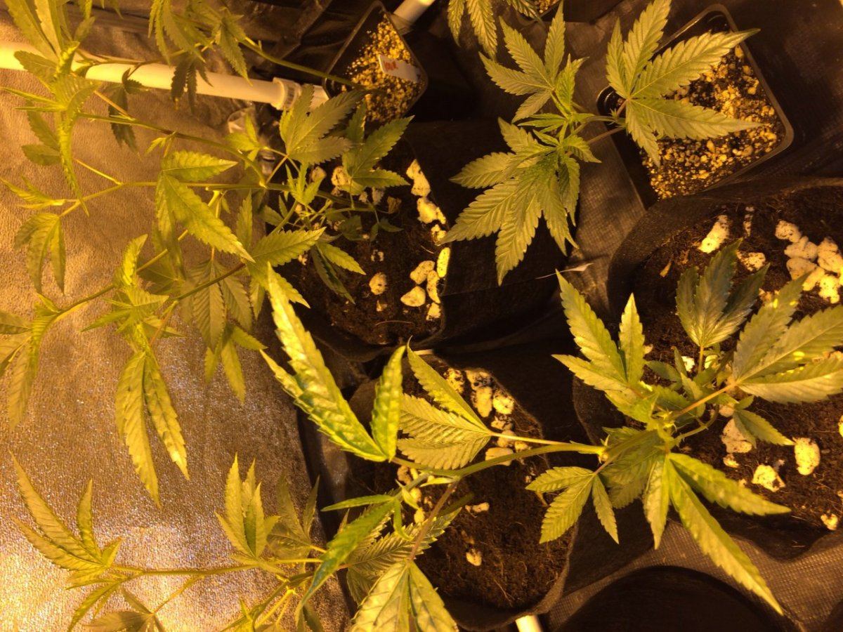 First journal   og grow 4