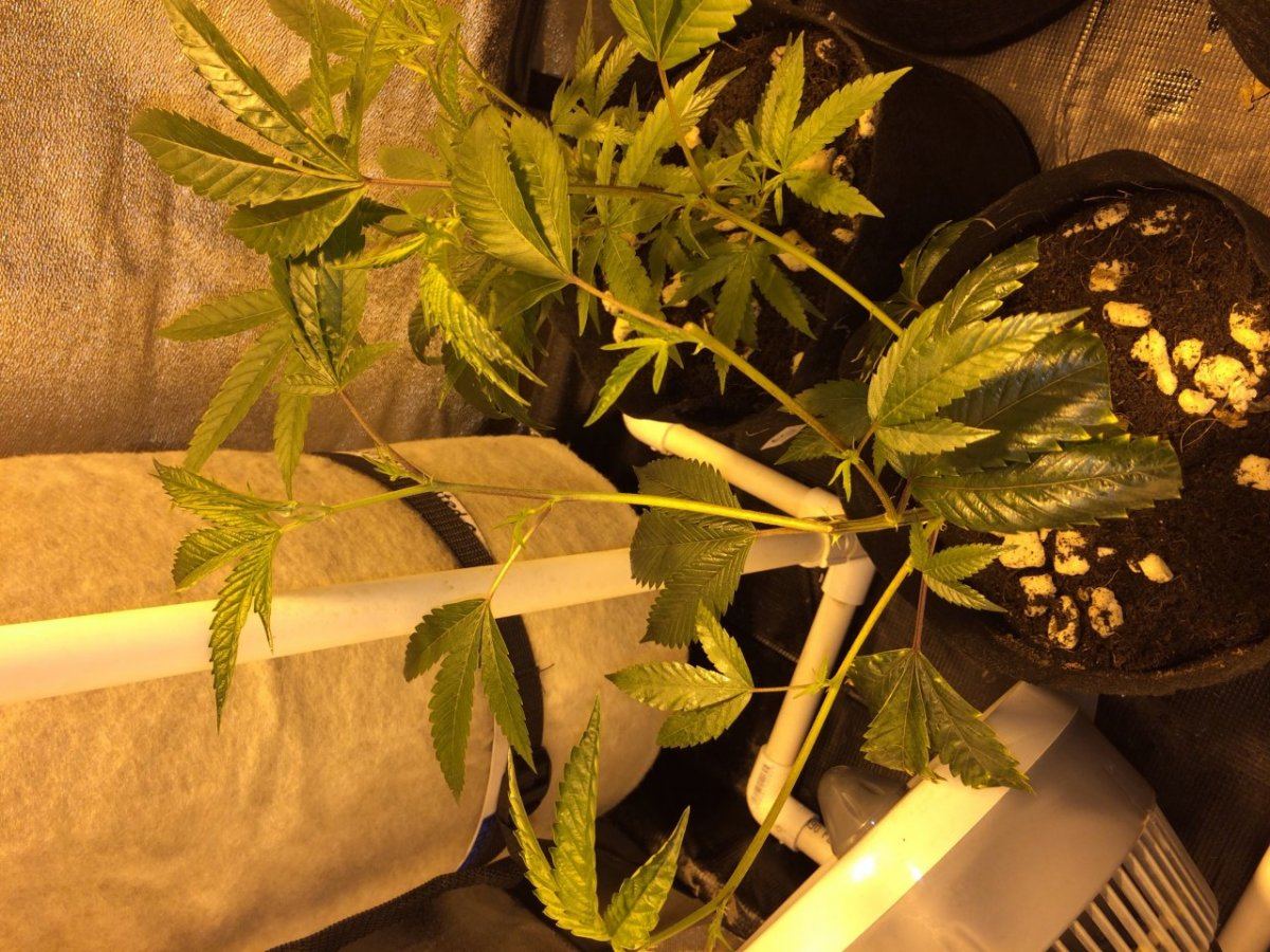 First journal   og grow 5