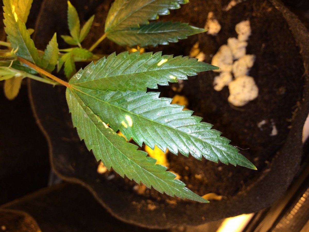 First journal   og grow 6