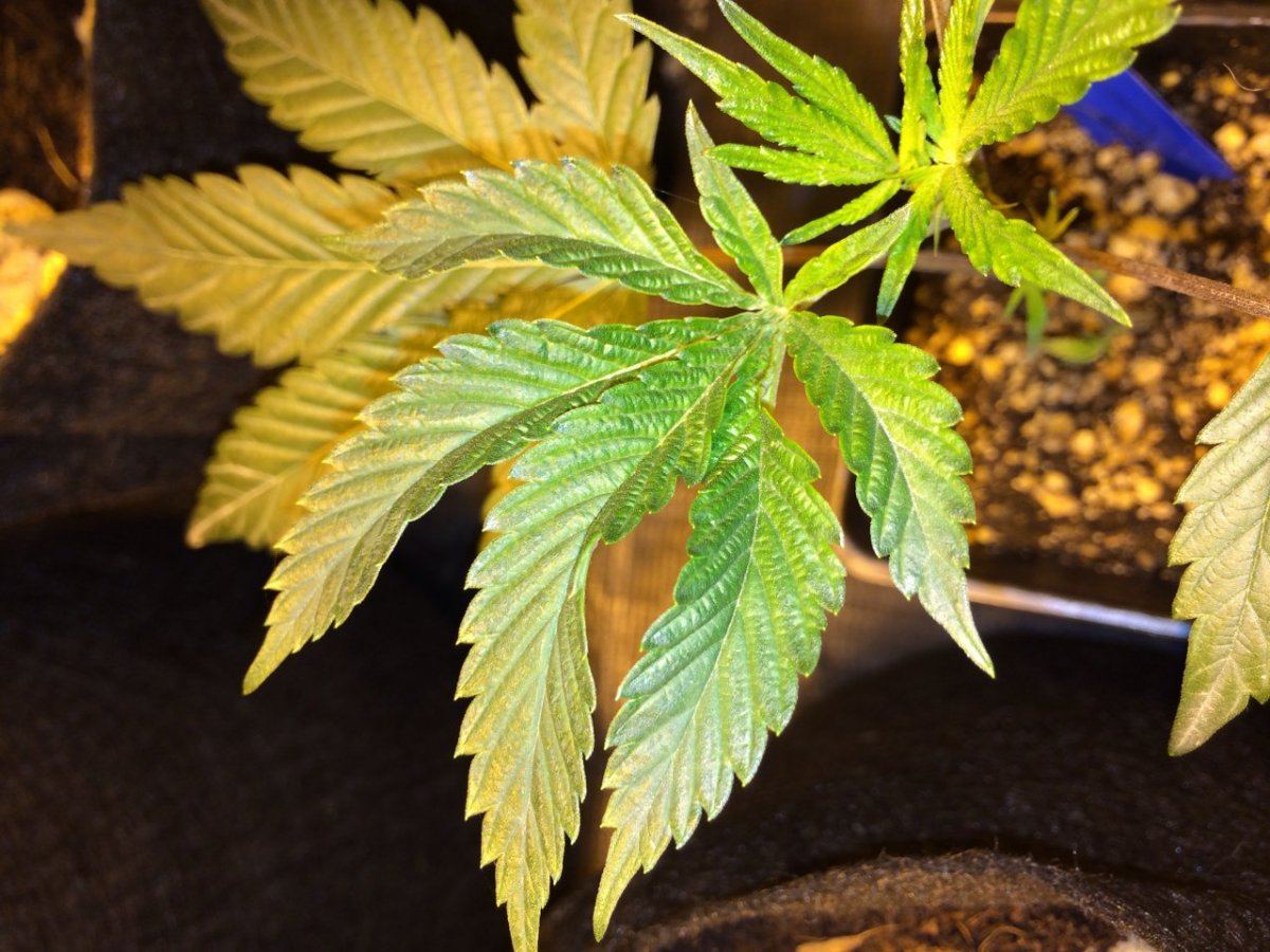 First journal   og grow 7