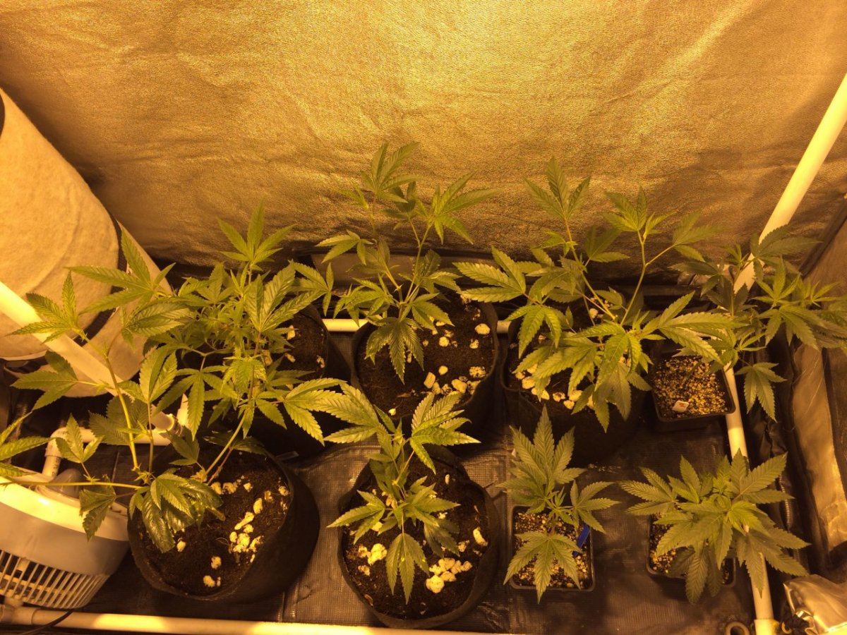First journal   og grow