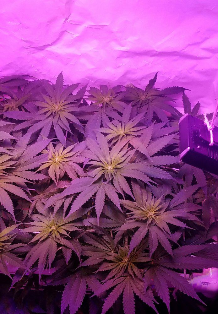 First led 2 plants feedback 3