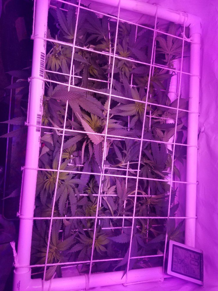 First led 2 plants feedback 5