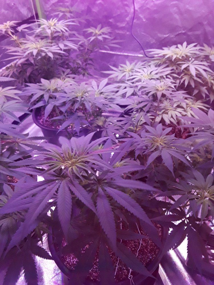 First led tent grow 2