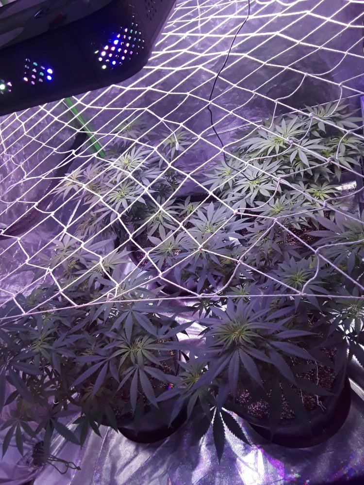 First led tent grow 3