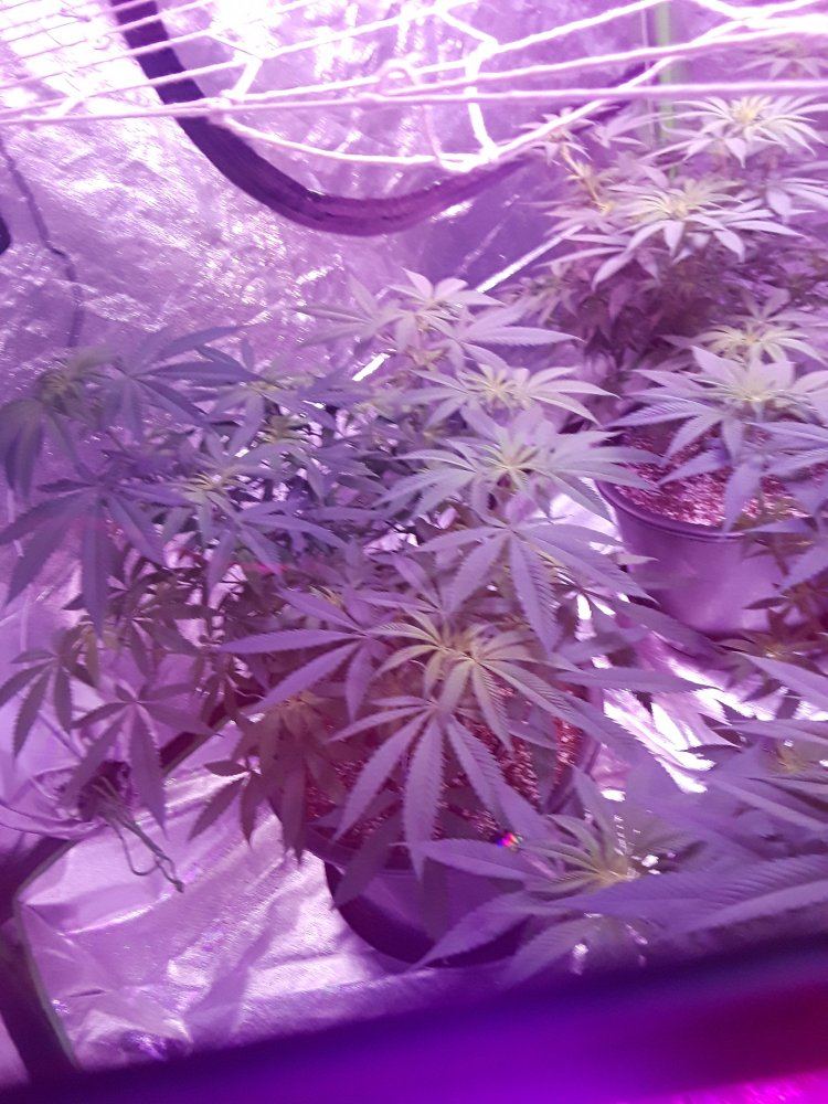 First led tent grow