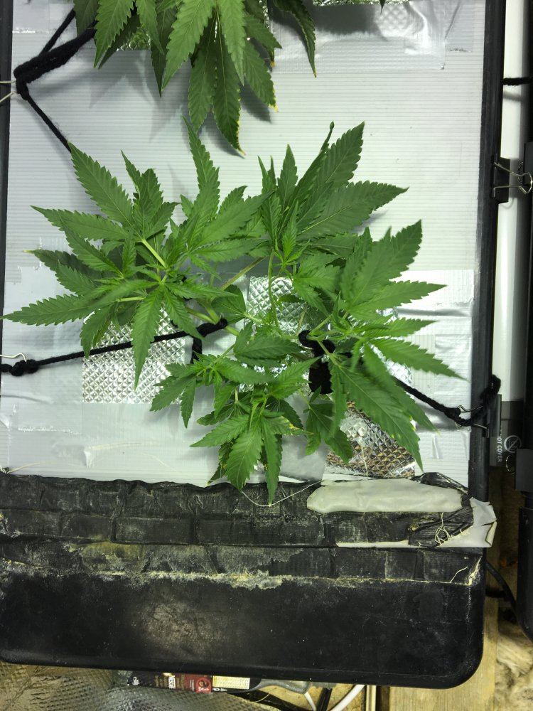 First lst 2