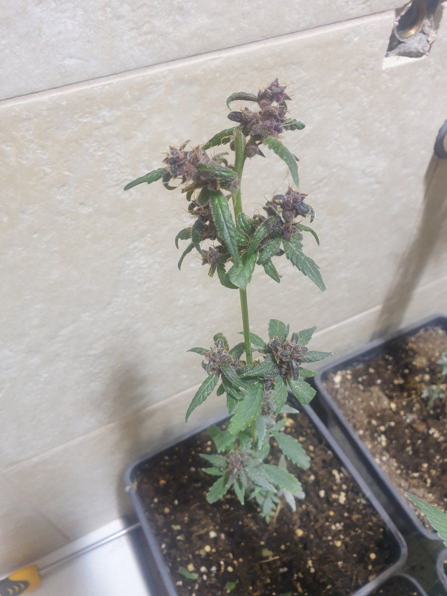 First newbier grow 4