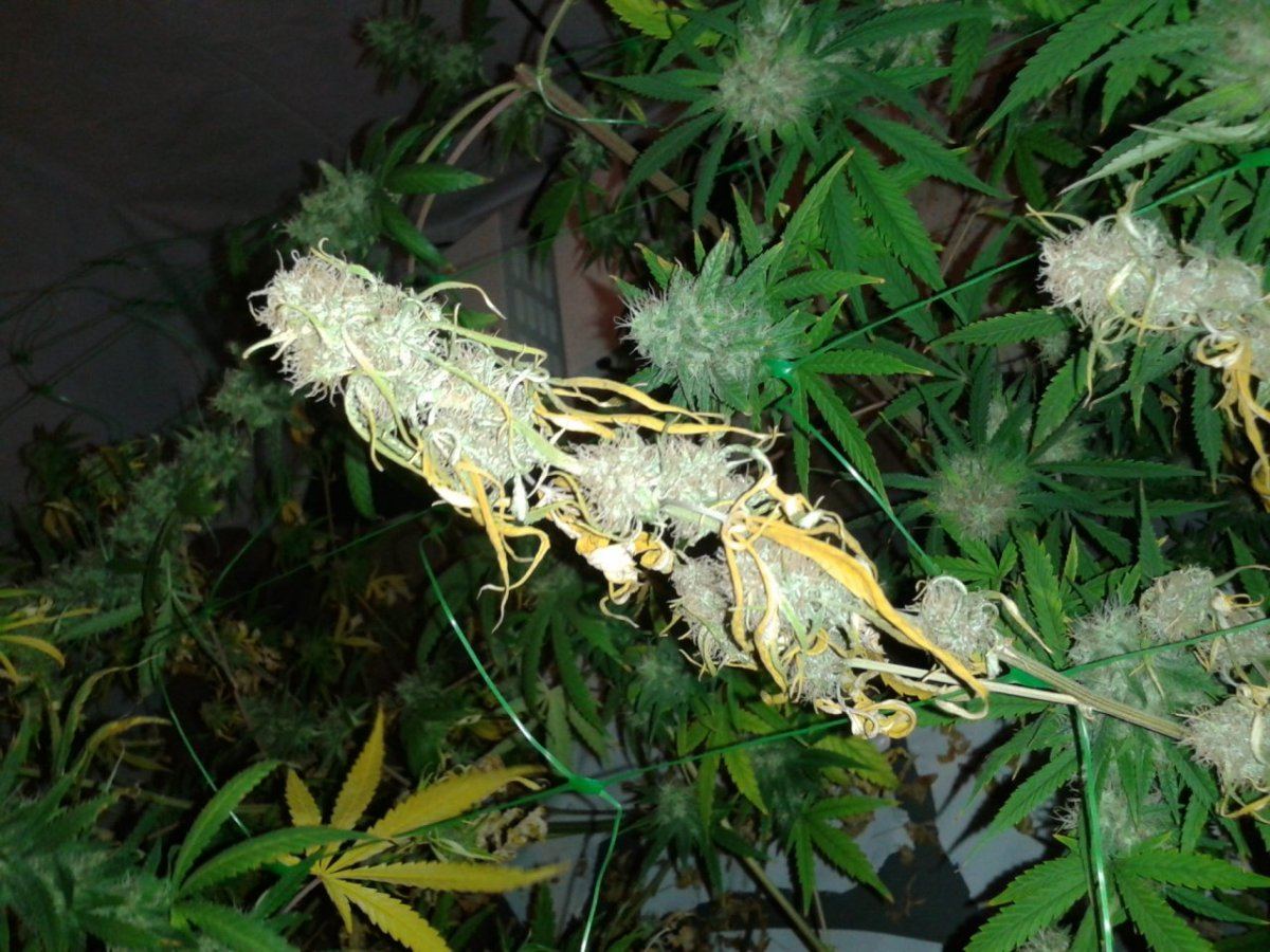 First nft  pics please look 10