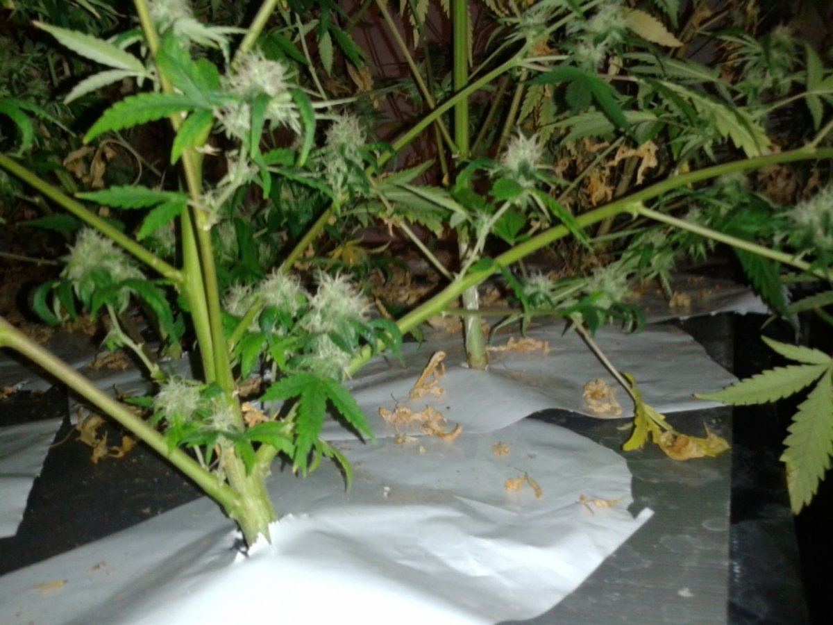 First nft  pics please look 11