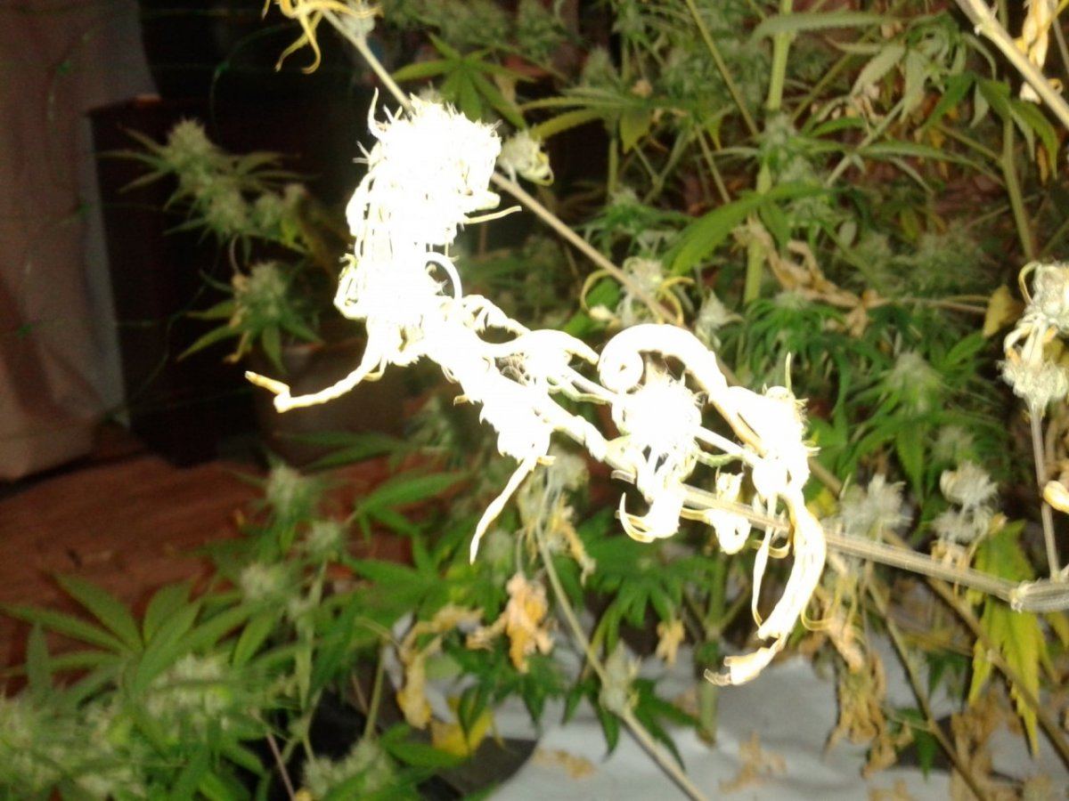 First nft  pics please look 12