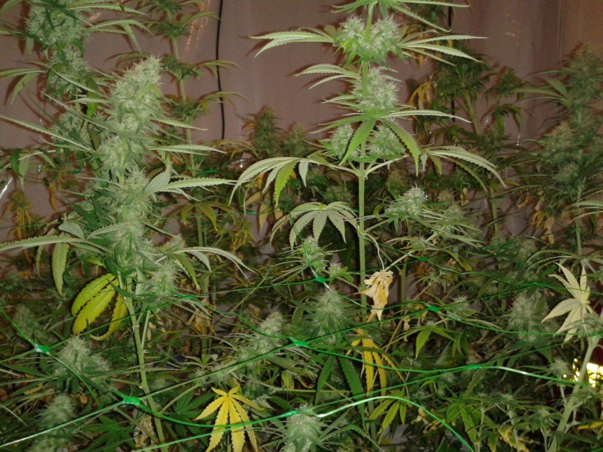 First nft  pics please look 14