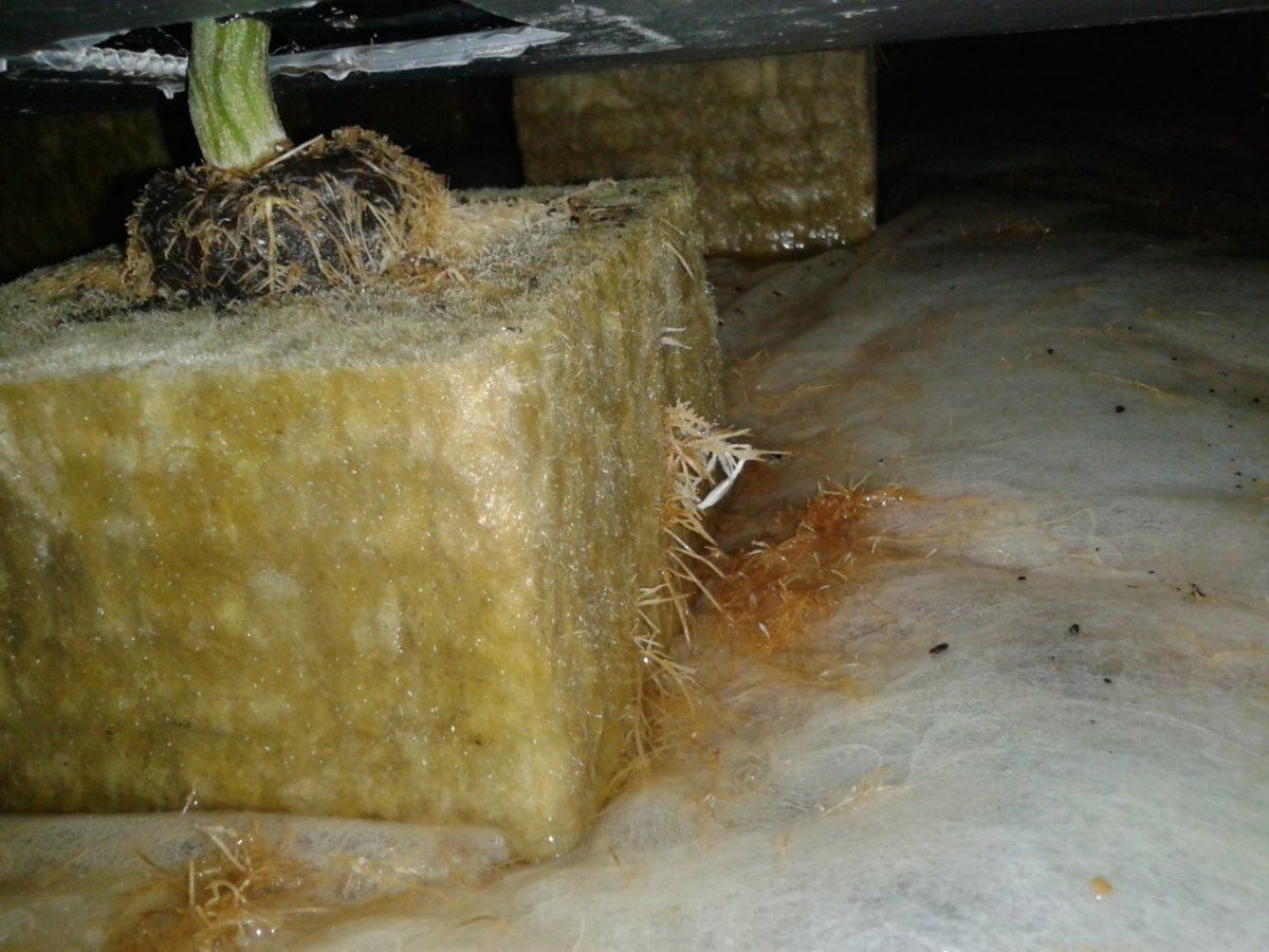 First nft  pics please look 15