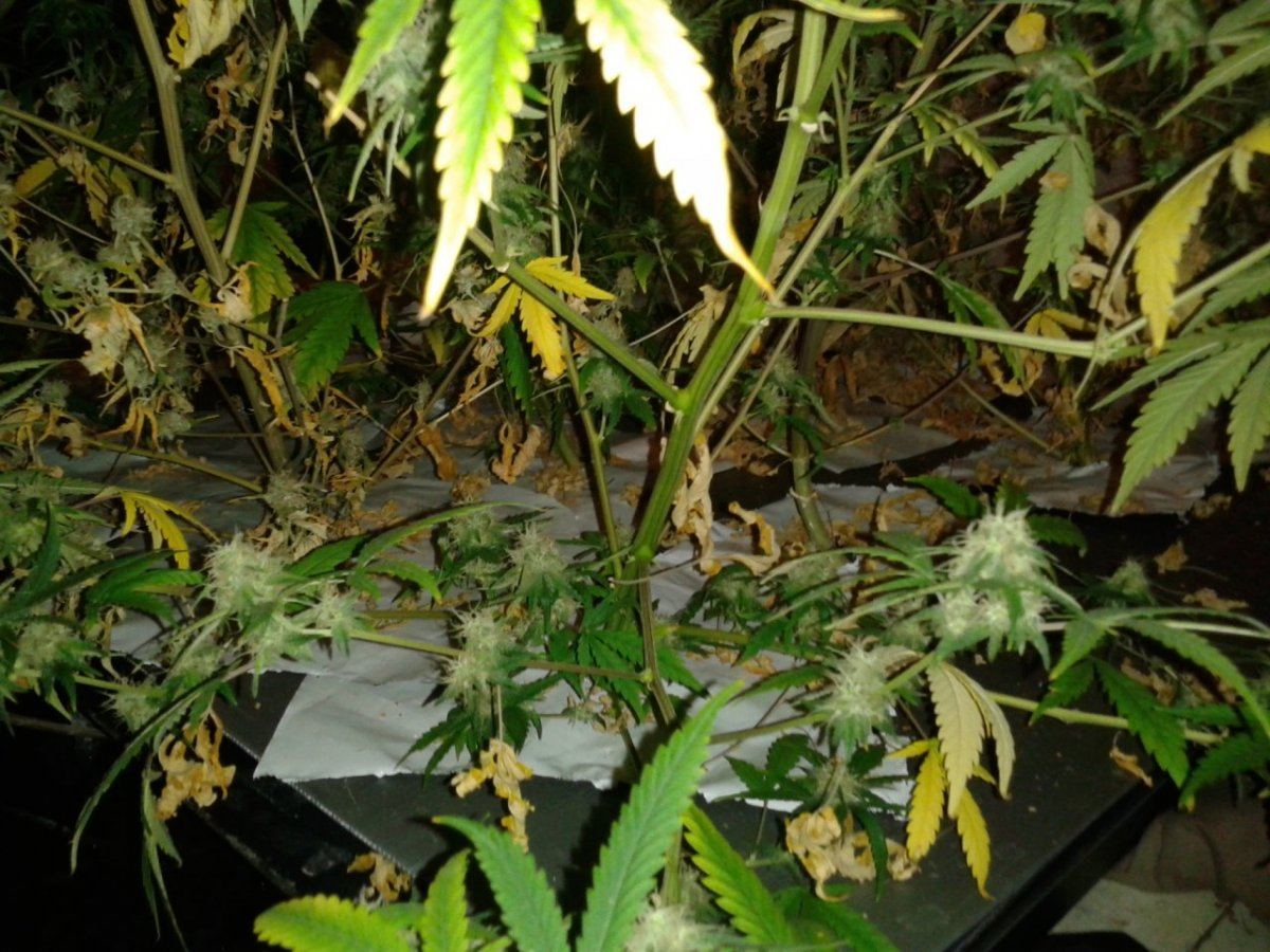 First nft  pics please look 19