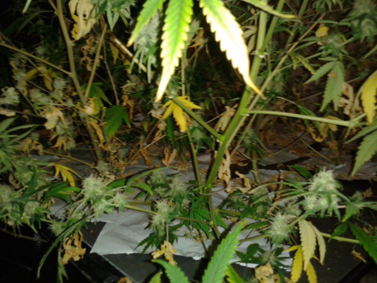 First nft  pics please look 5