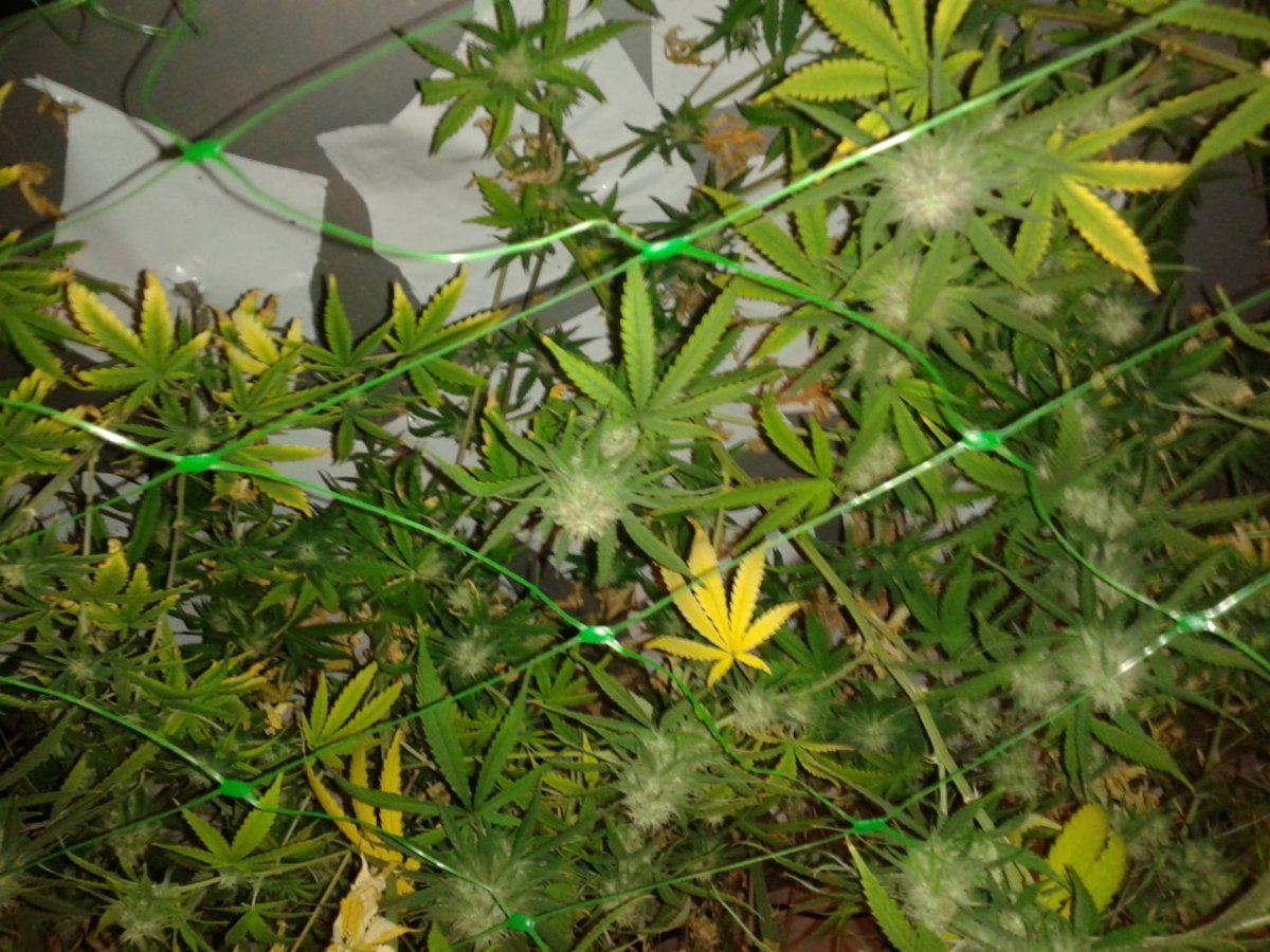 First nft  pics please look 8