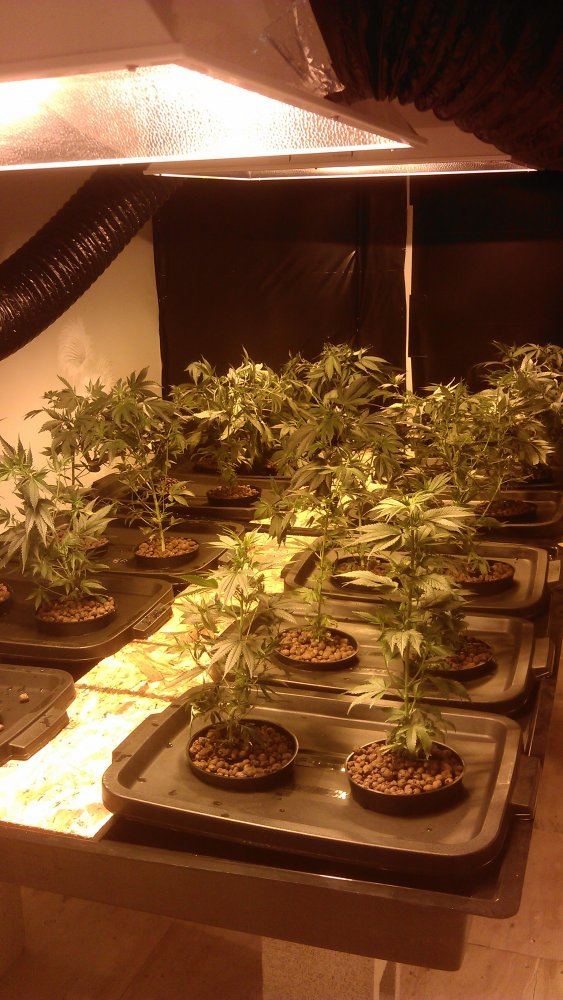 First night under the HPS