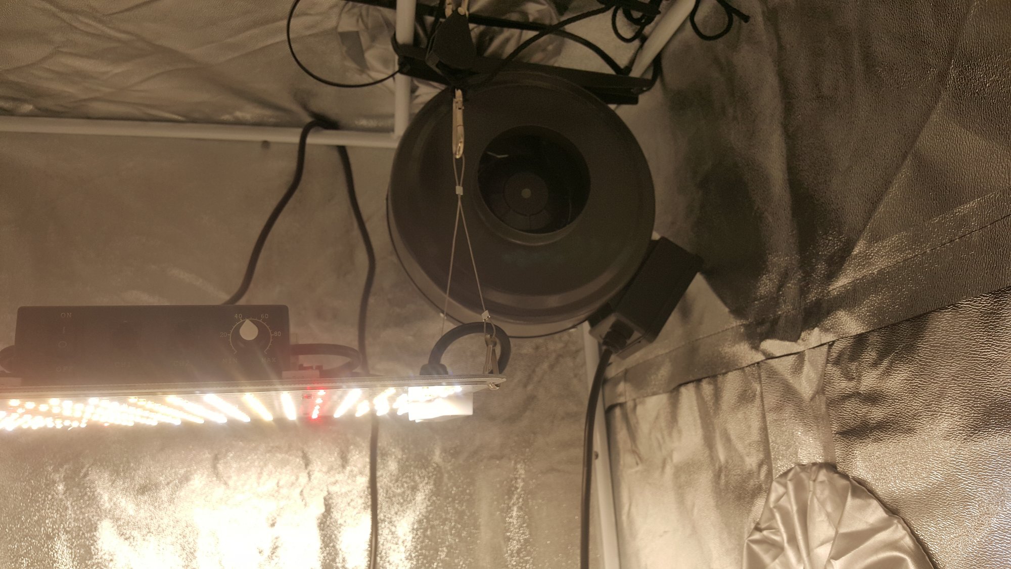 First official grow 10
