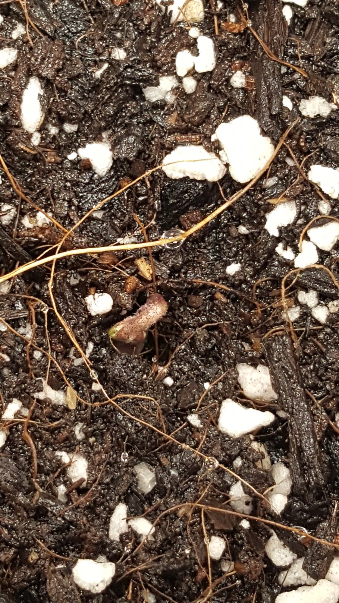 First official grow 2