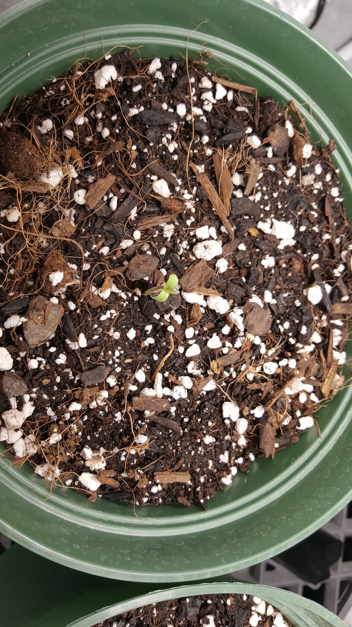 First official grow 3