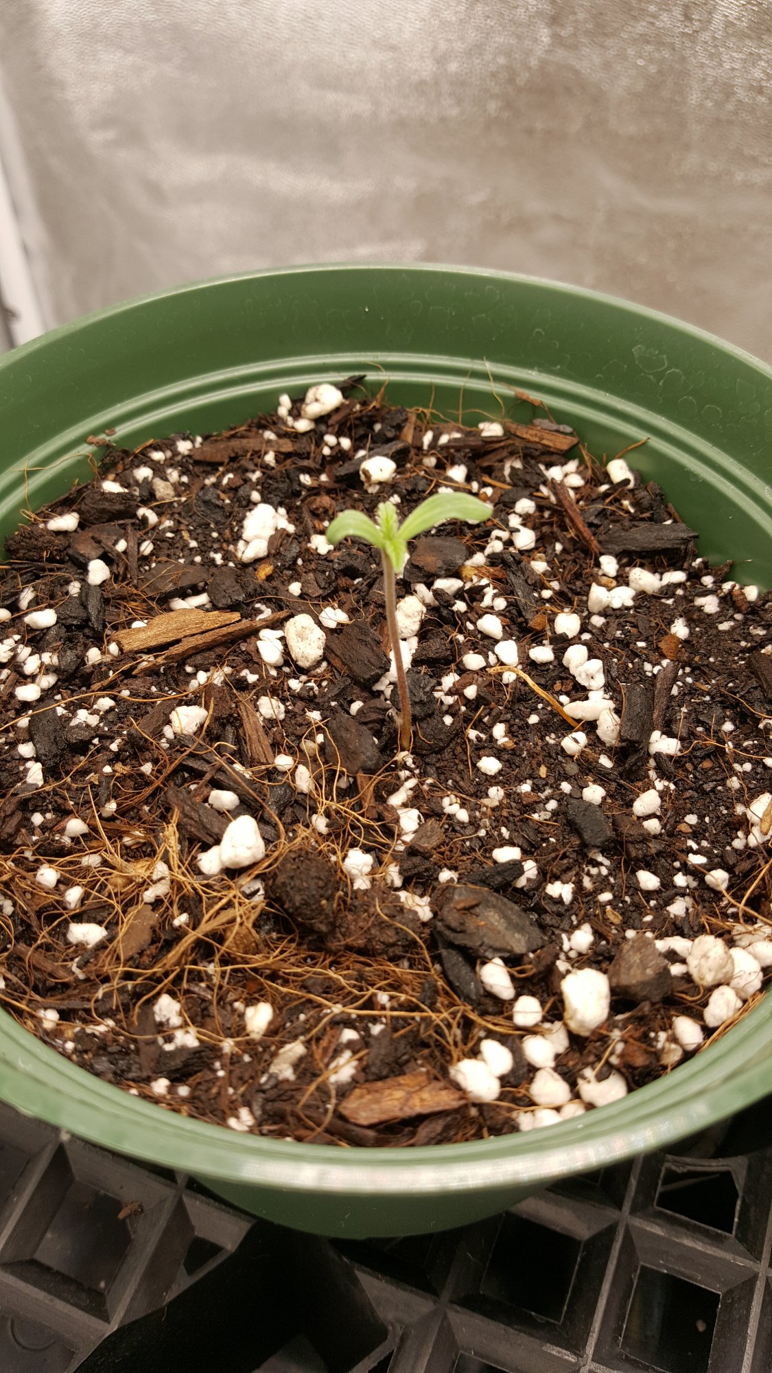 First official grow 5