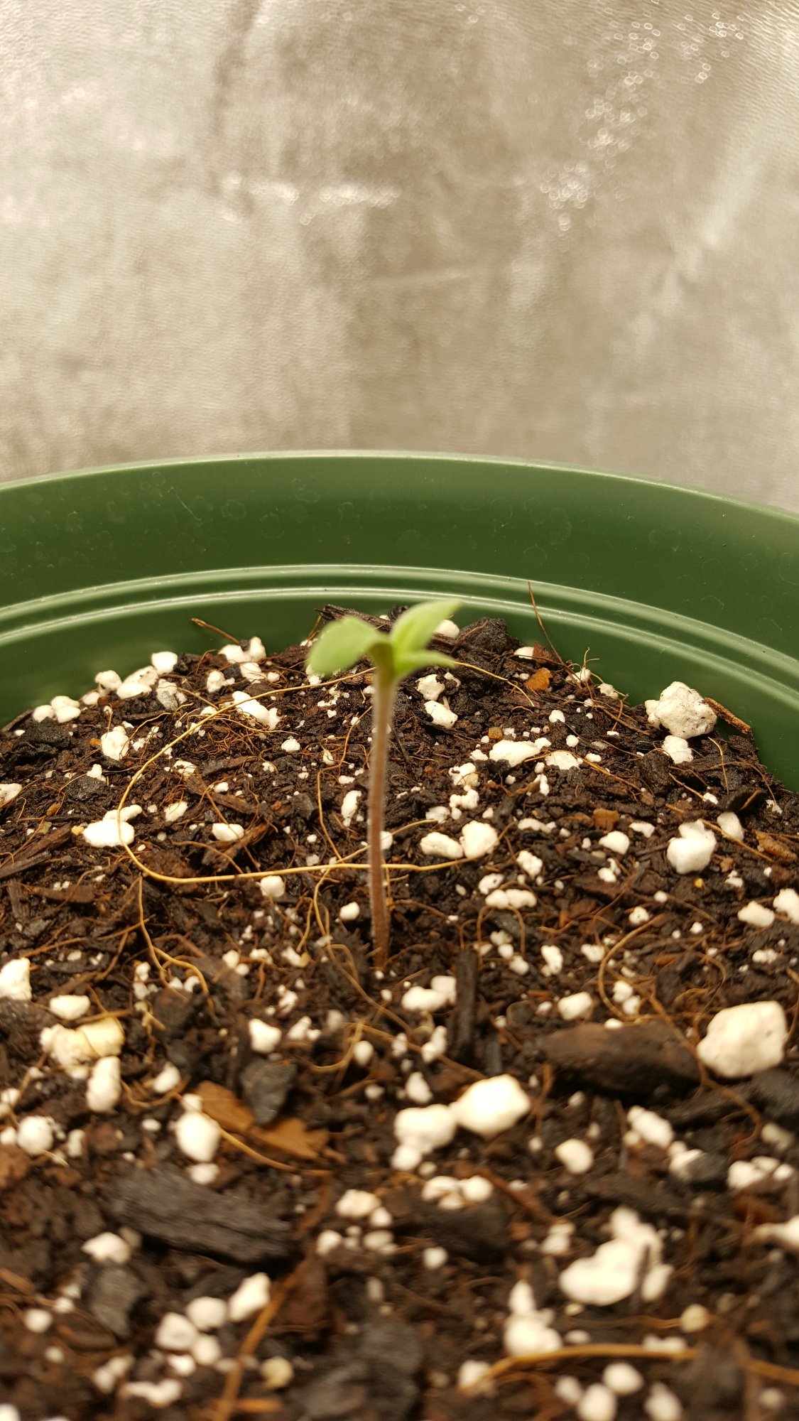 First official grow 6