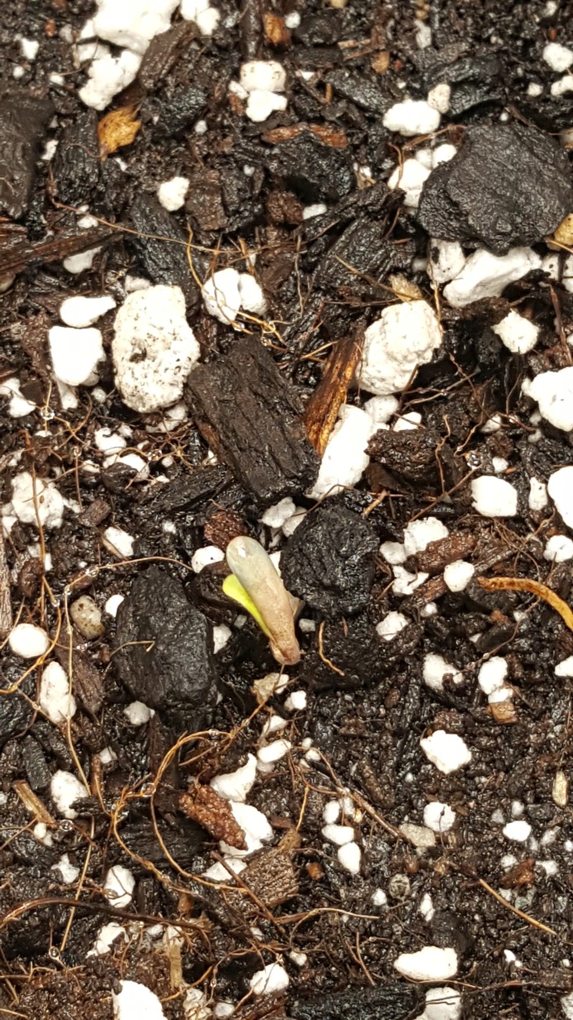 First official grow