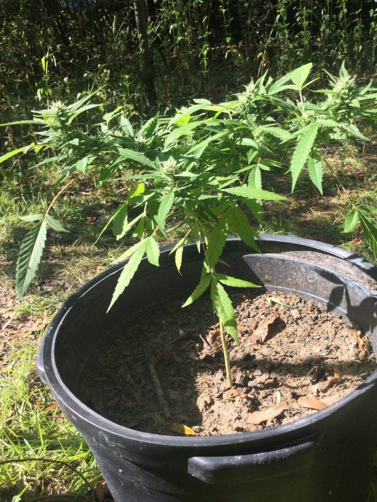 First outdoor grow 12