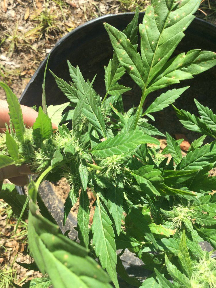 First outdoor grow 13
