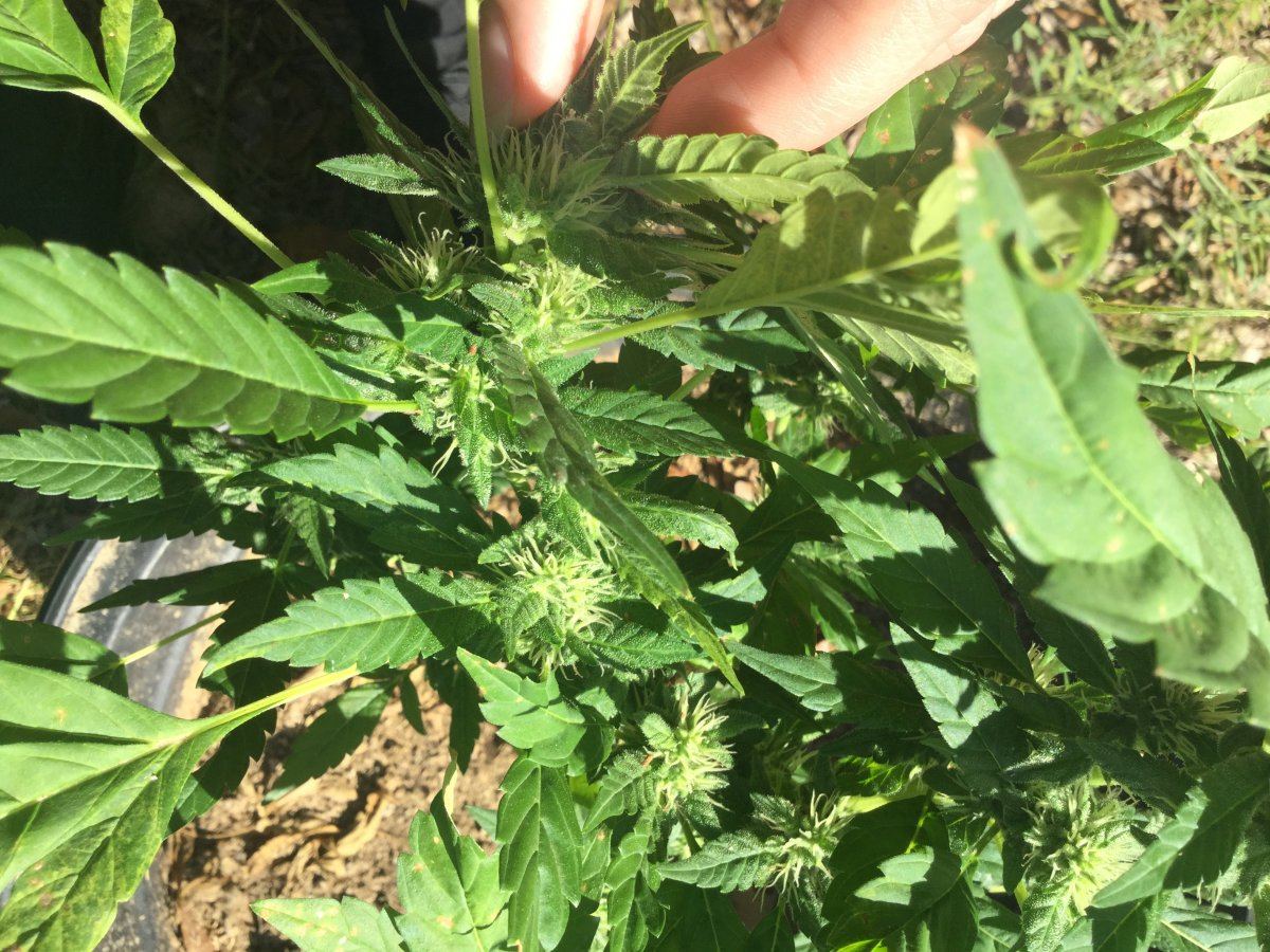 First outdoor grow 14