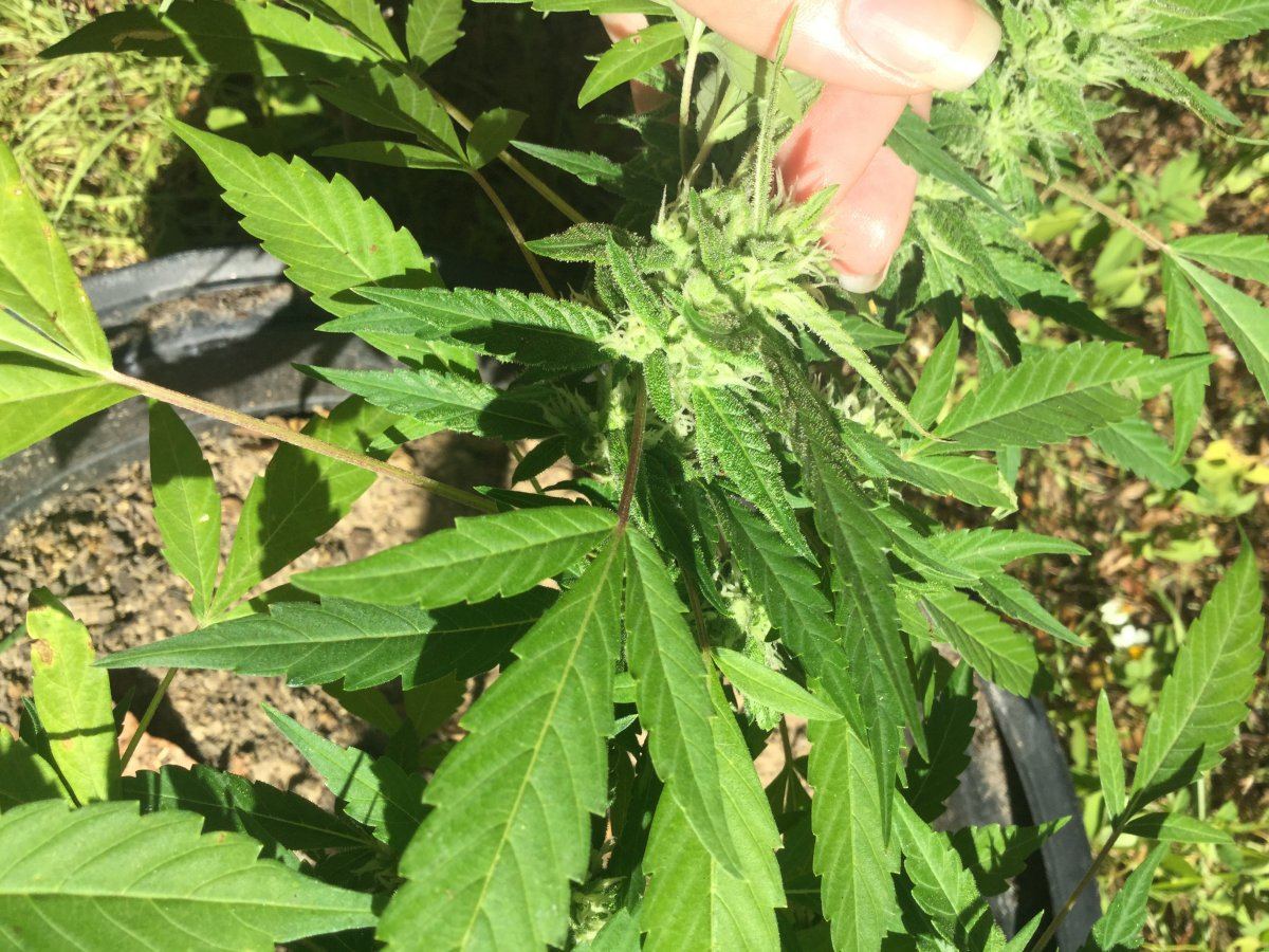 First outdoor grow 15
