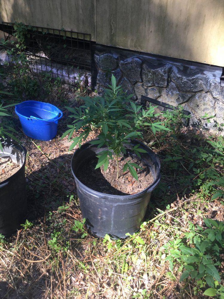 First outdoor grow 16