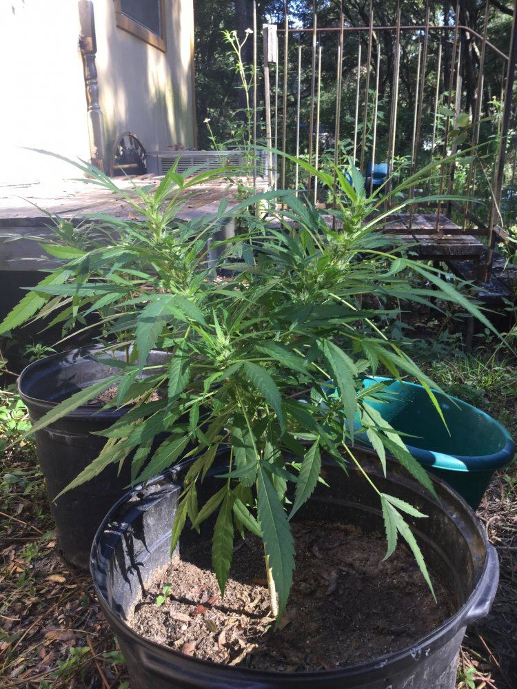 First outdoor grow 3