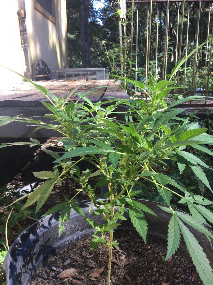 First outdoor grow 4