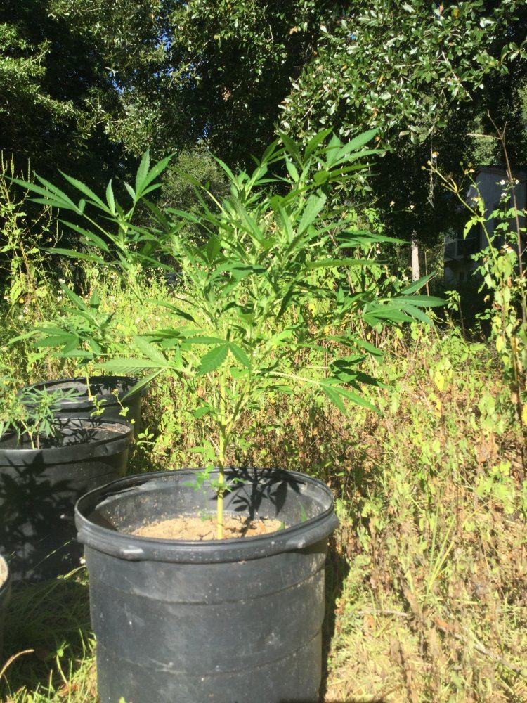 First outdoor grow 6
