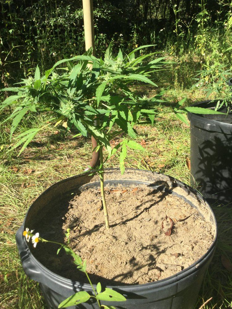First outdoor grow 7