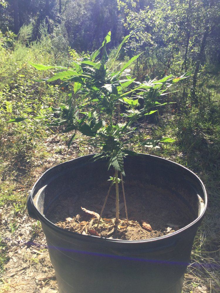 First outdoor grow 8