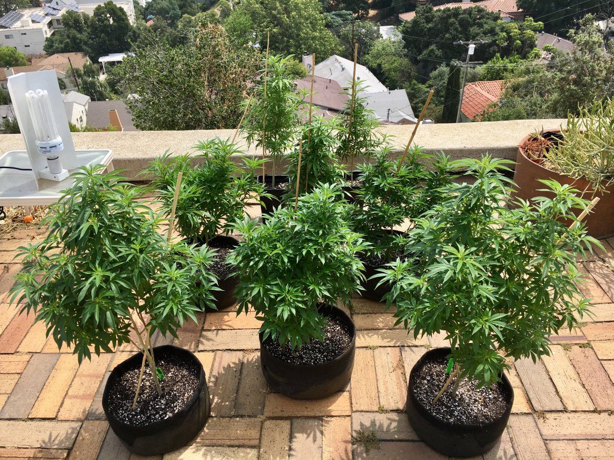 First outdoor grow 8 strains
