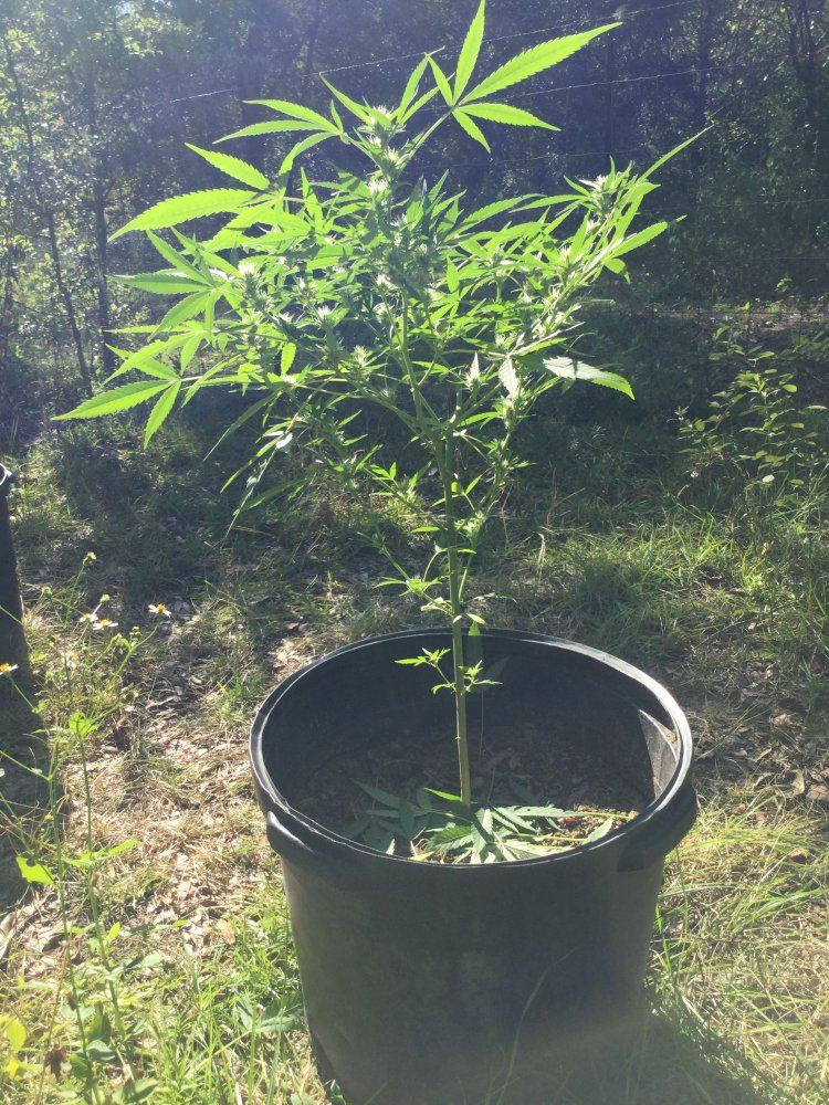 First outdoor grow 9