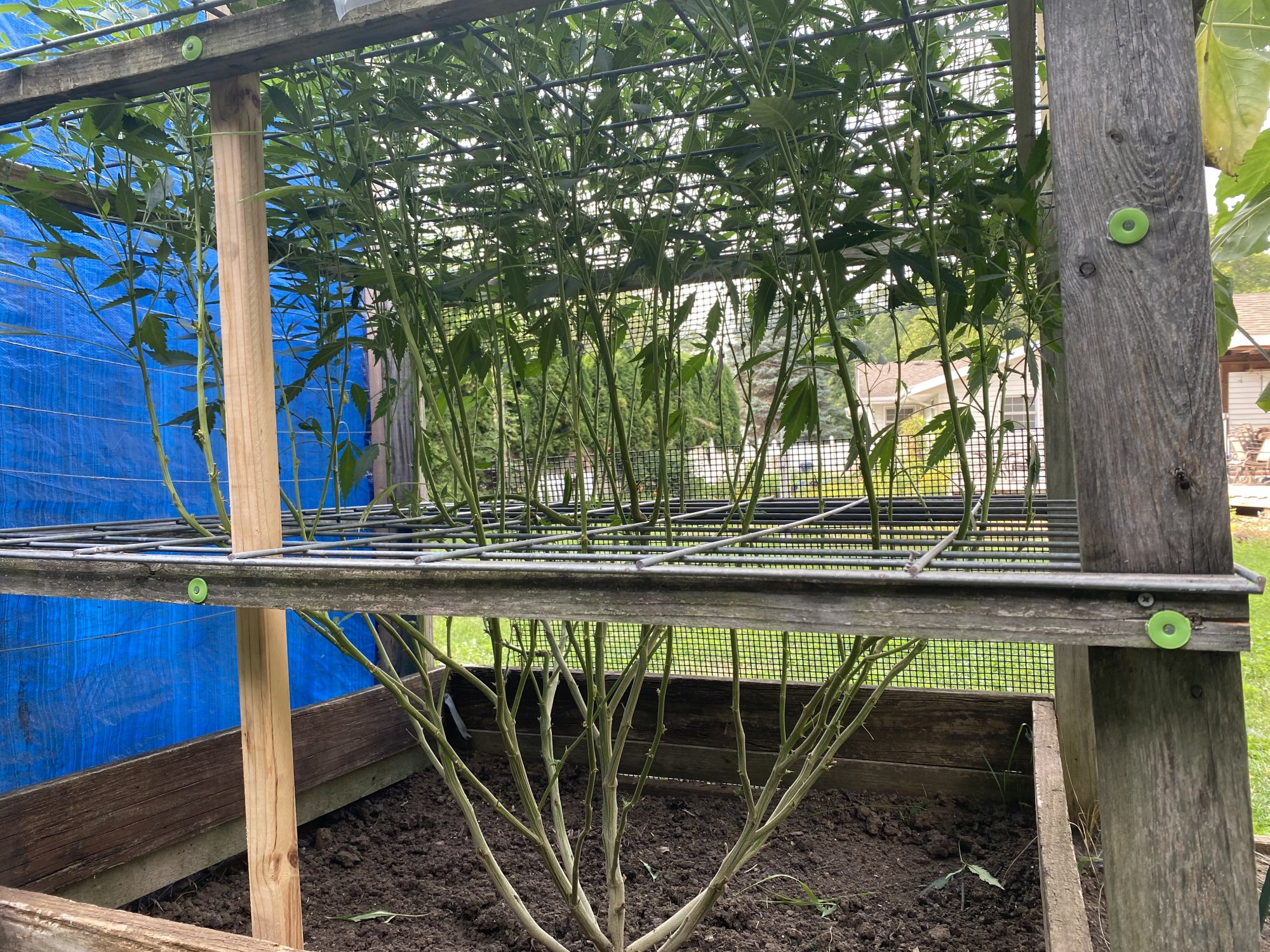 First outdoor grow all good so far 2