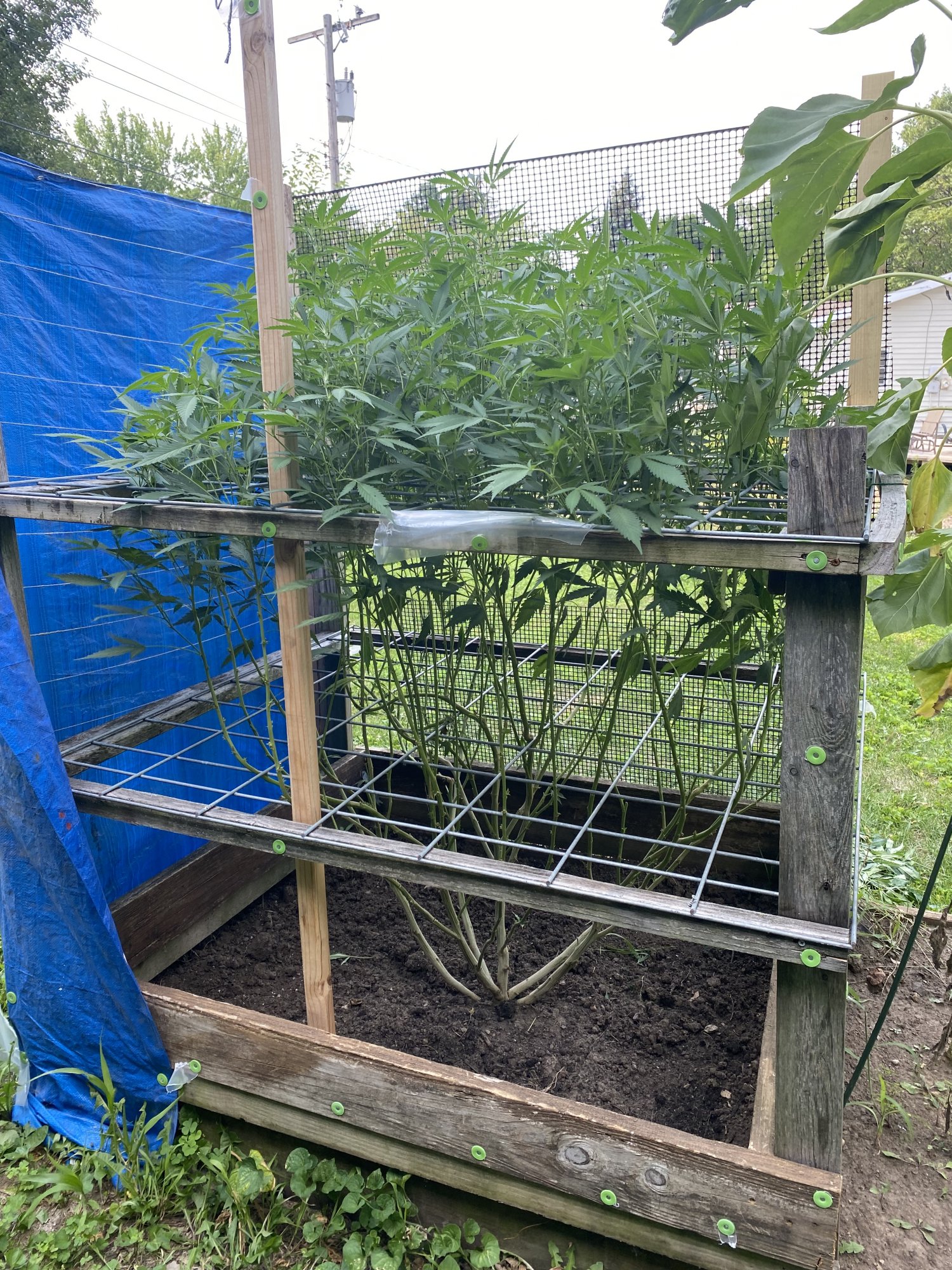 First outdoor grow all good so far 3