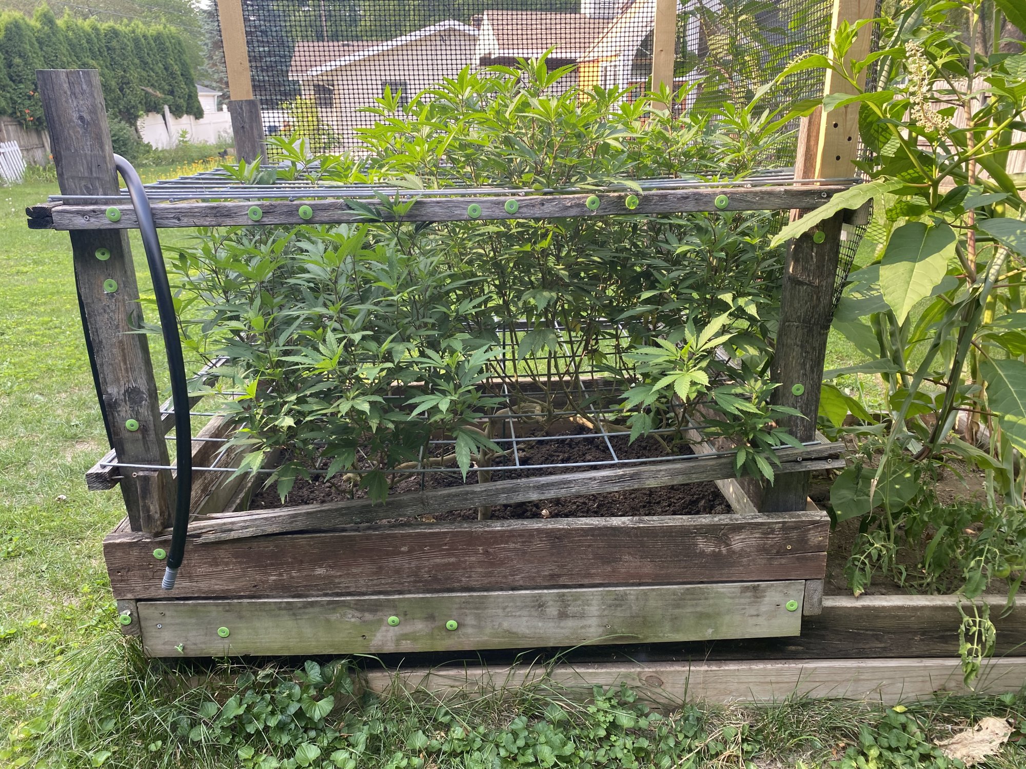 First outdoor grow all good so far 4
