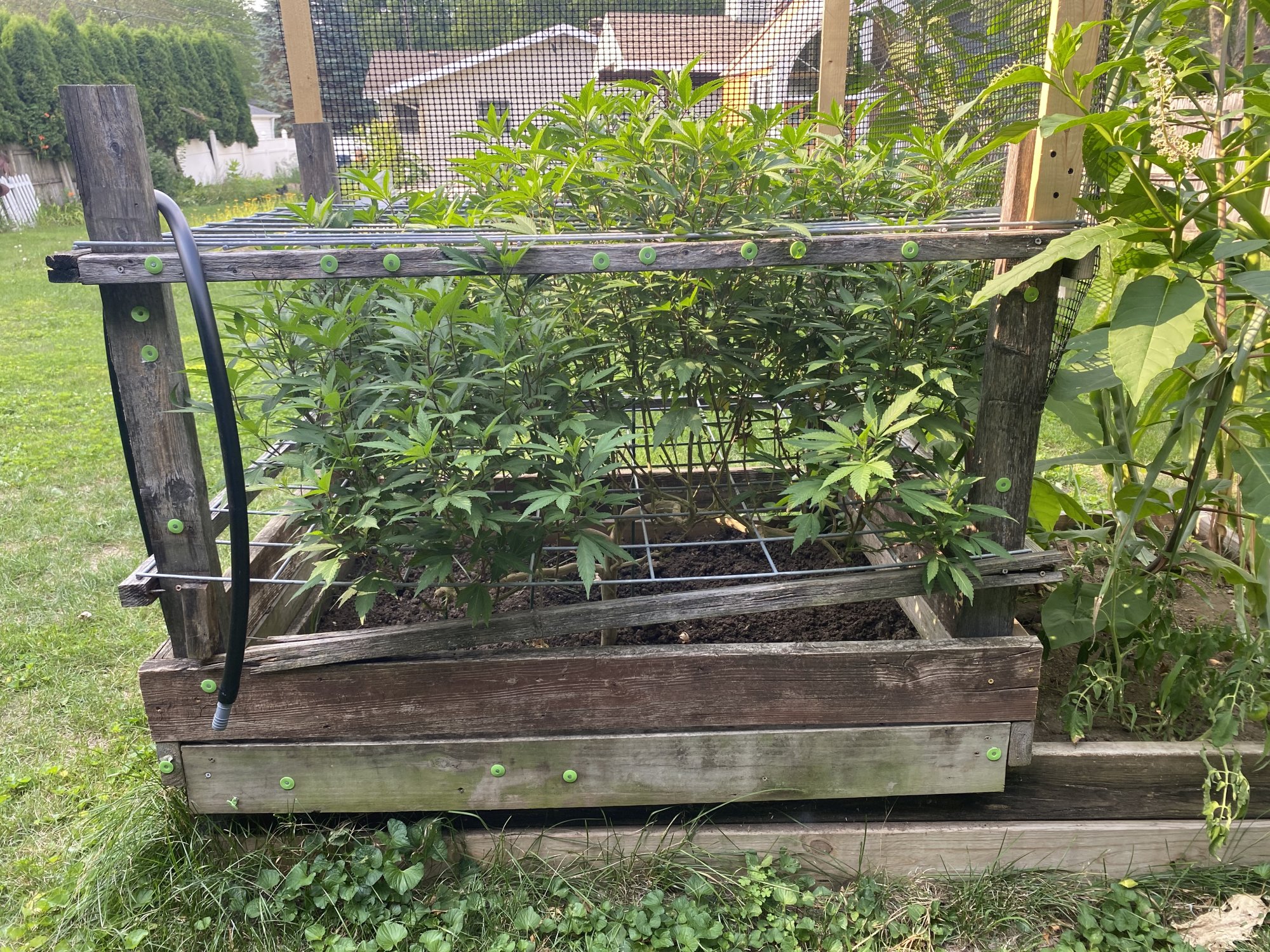 First outdoor grow all good so far 5