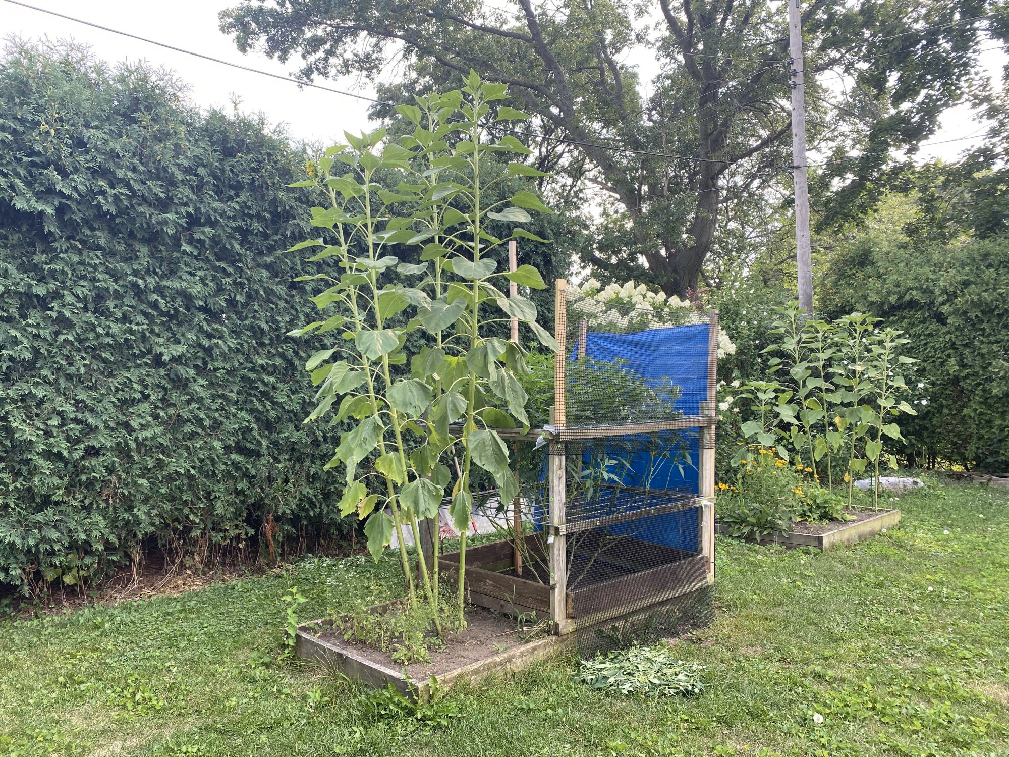 First outdoor grow all good so far 6