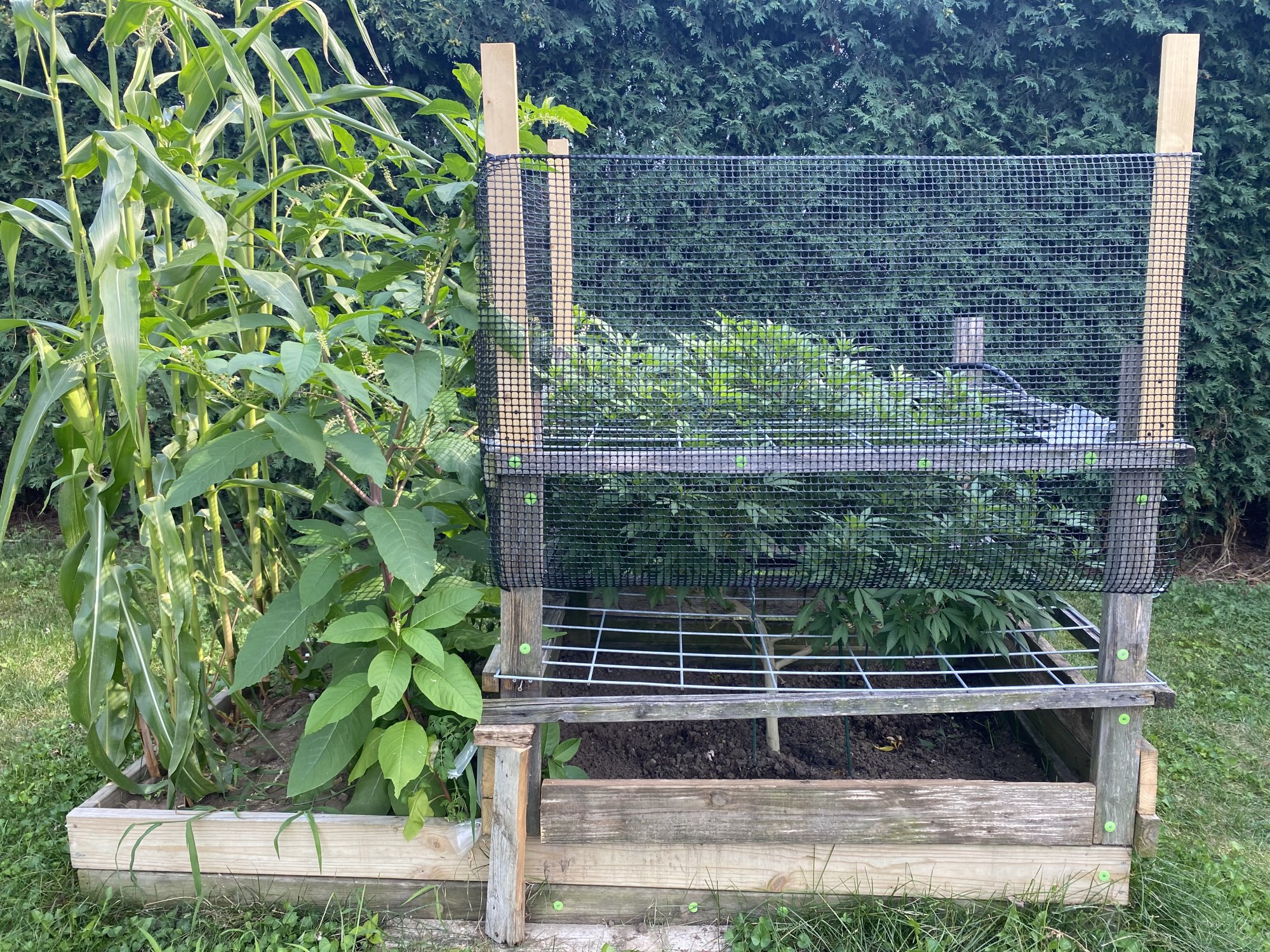 First outdoor grow all good so far 8