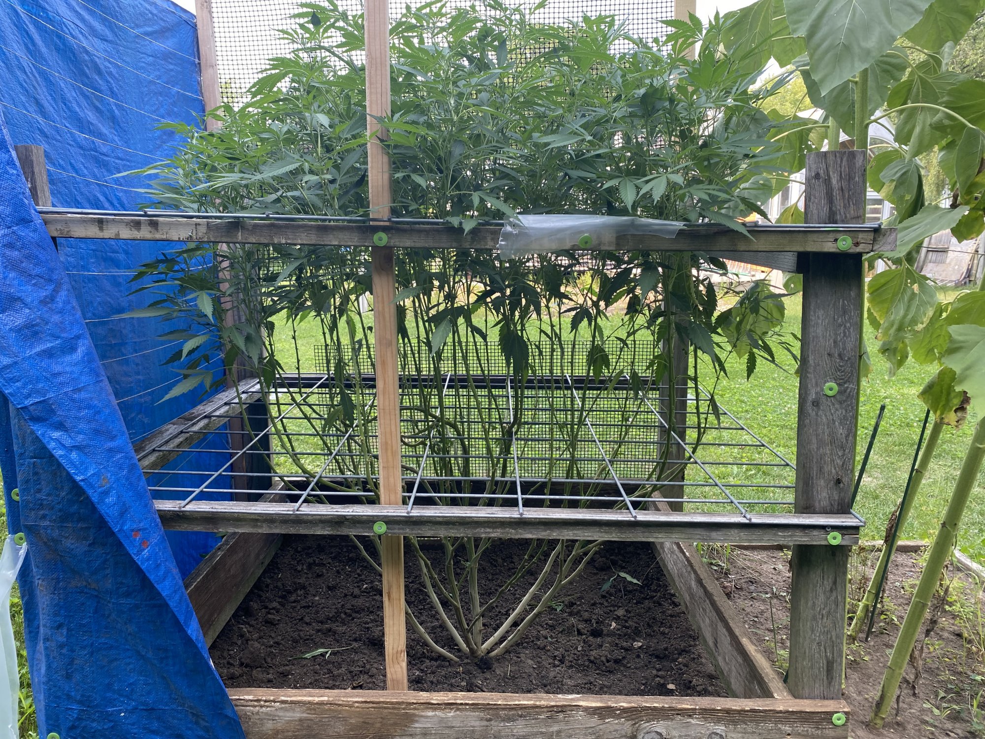 First outdoor grow all good so far