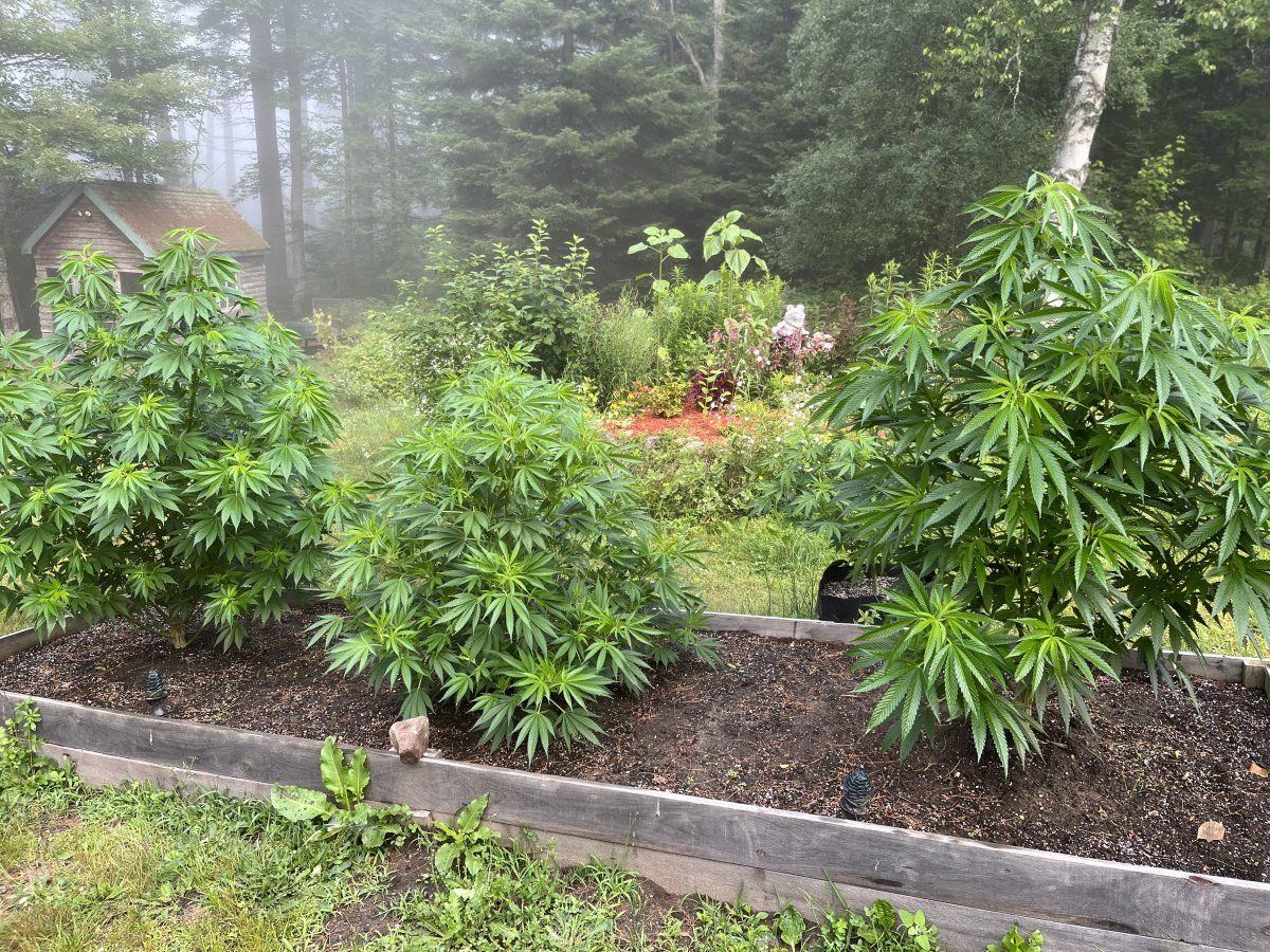 First outdoor grow giving it a go