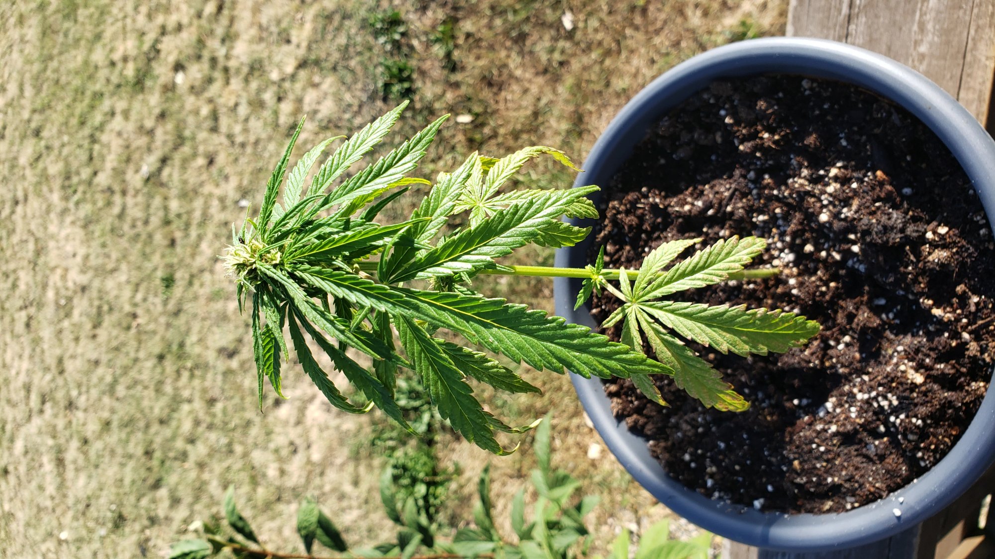 First outdoor grow  how do i keep aphids aways 3