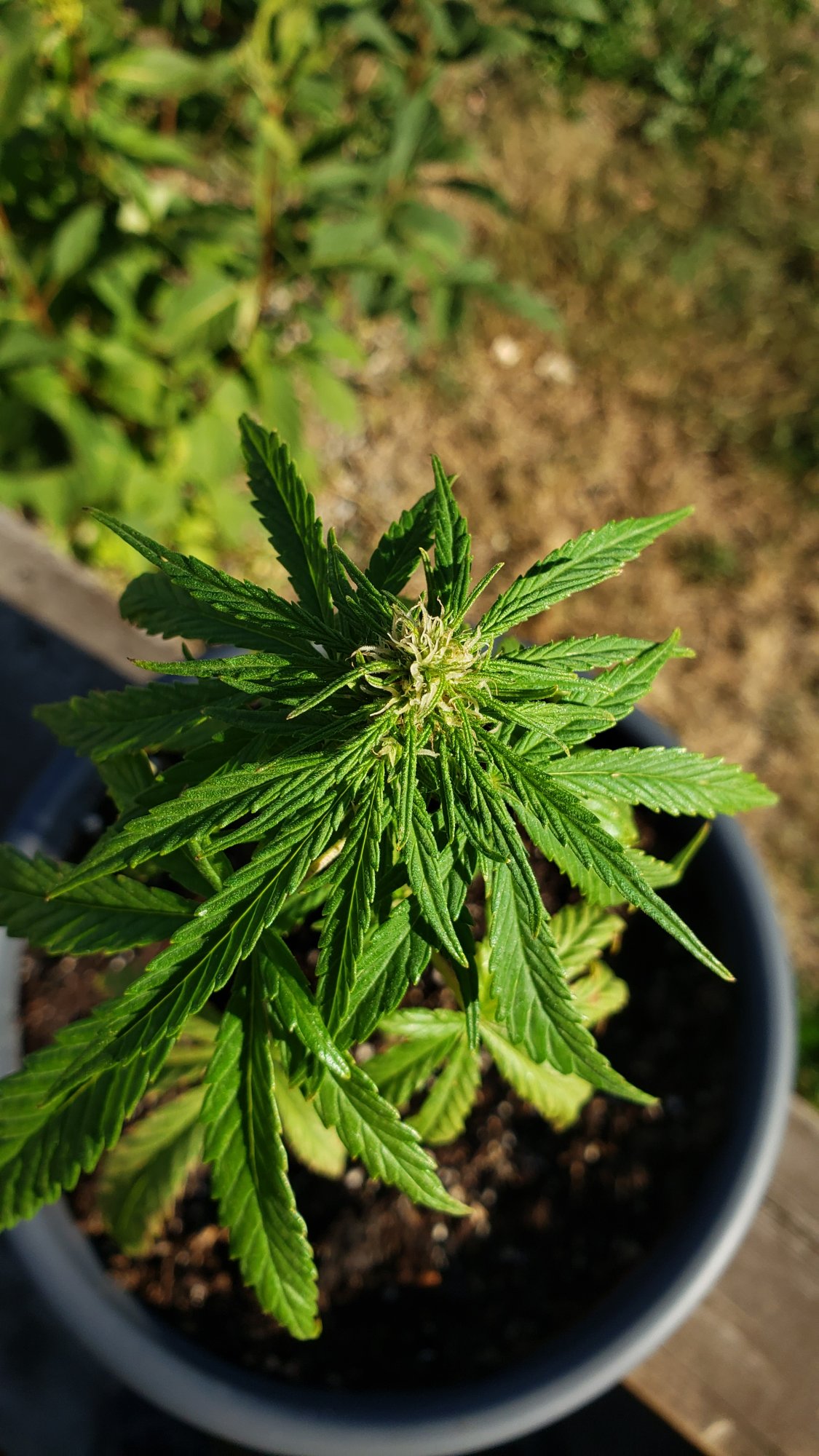 First outdoor grow  how do i keep aphids aways 4