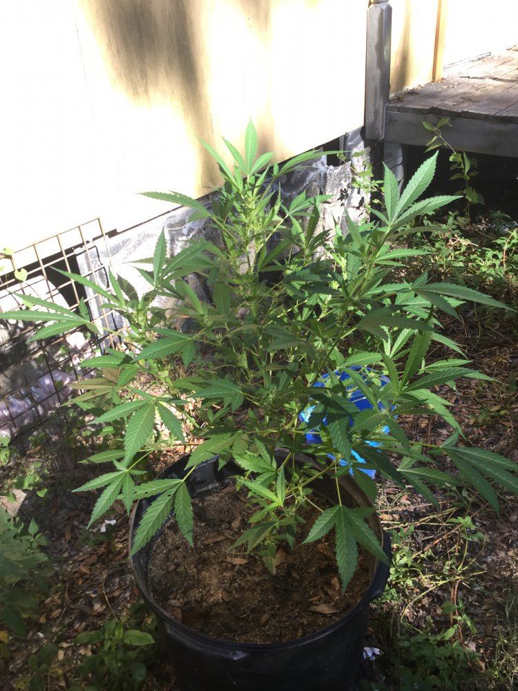 First outdoor grow